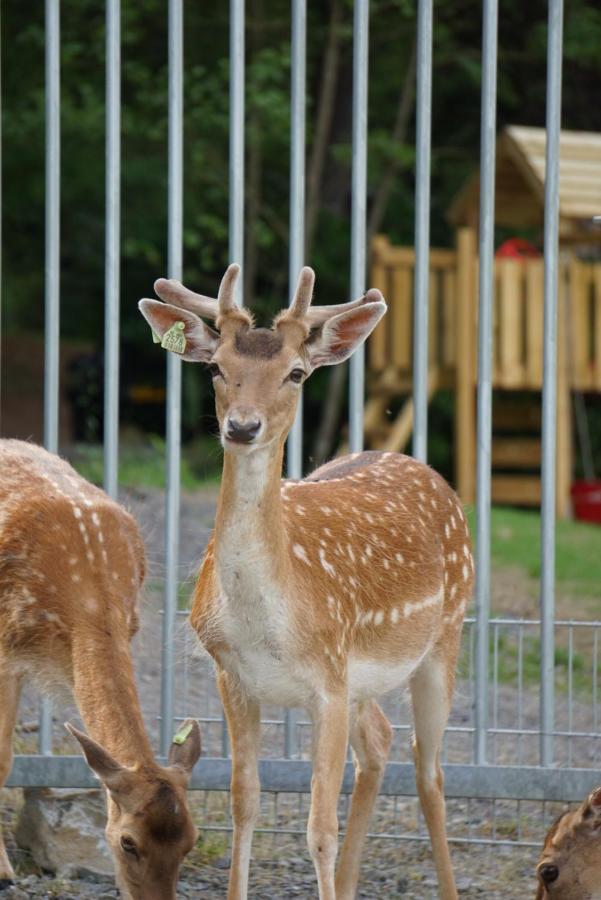 Le Val Des Cerfs - Het Hertendal Hastiere-par-dela Bagian luar foto